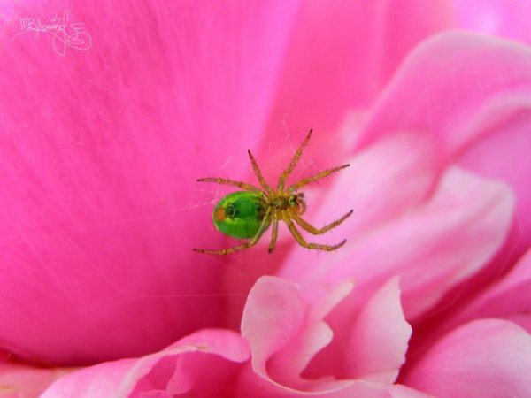 Фотовиставка Тетяни Должко